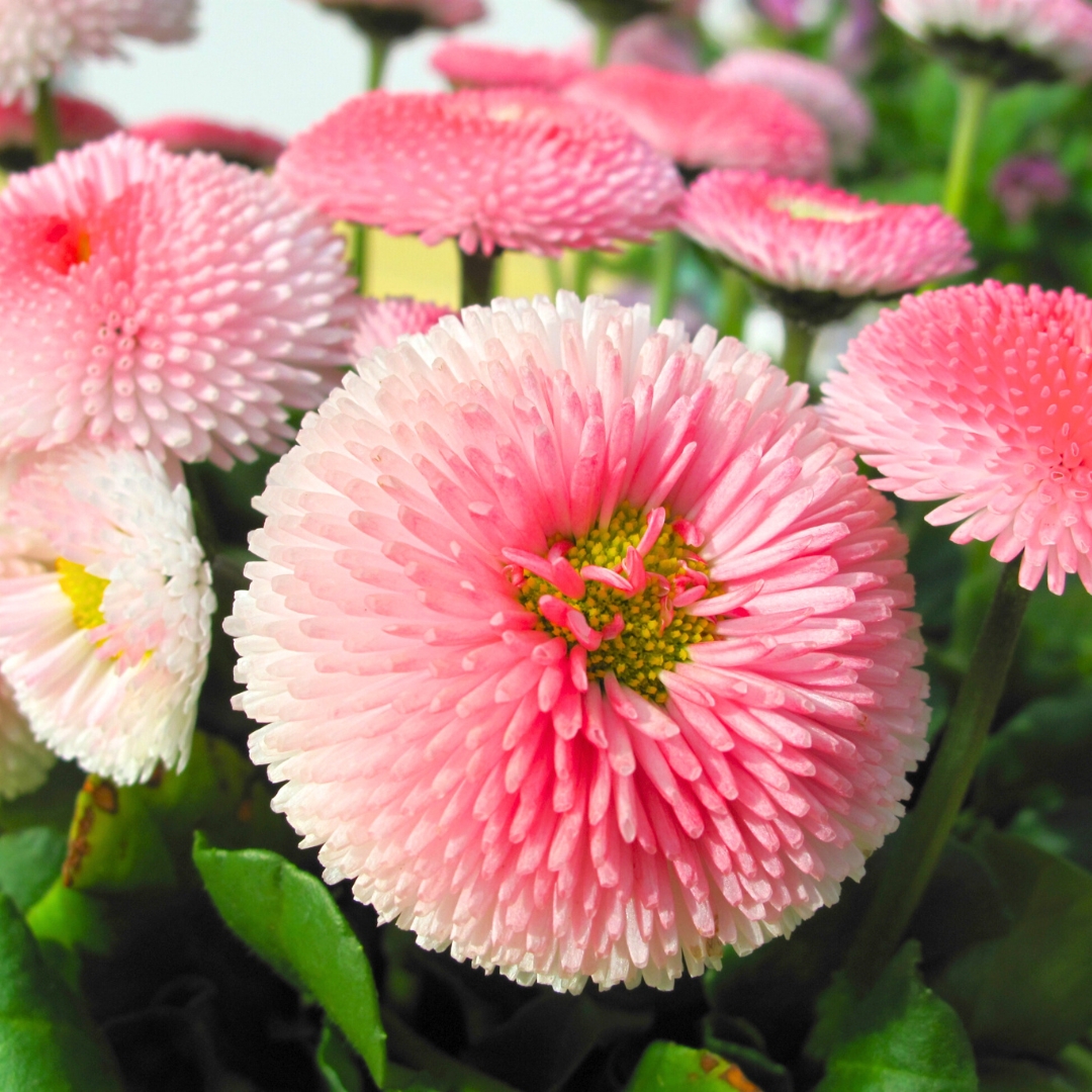 up close Bellis Bellissima Mixture