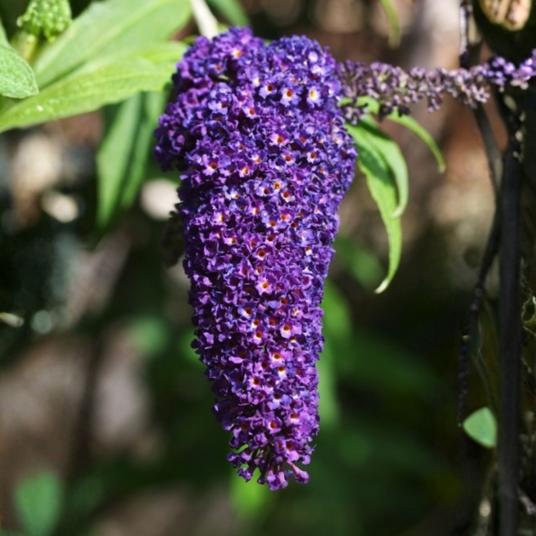Black Knight Butterfly Bush close up