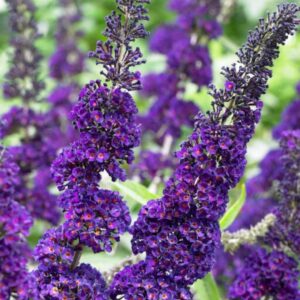 Black Knight Butterfly Bush