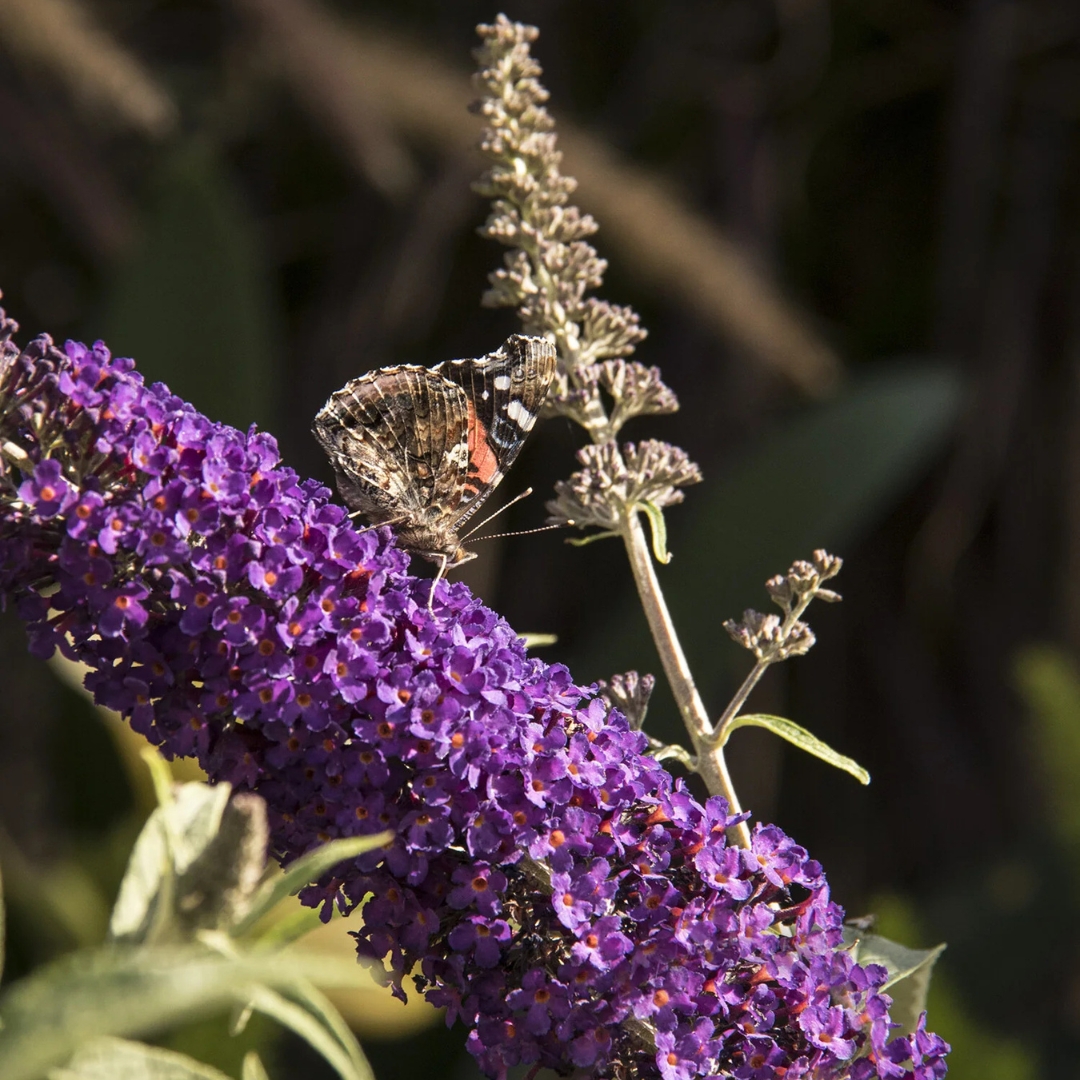 Black Knight Butterfly Bush with butterfly pollinating.