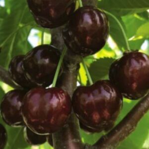 BlackGold Sweet Cherry
