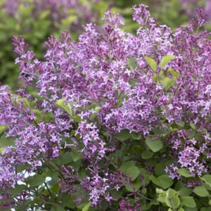 Bloomerang Dark Purple Lilac