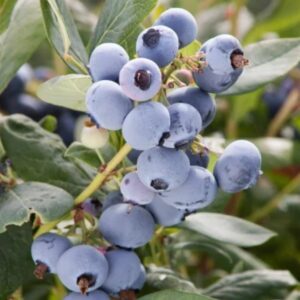 Bluecrop Blueberry