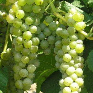 Cayuga Grape