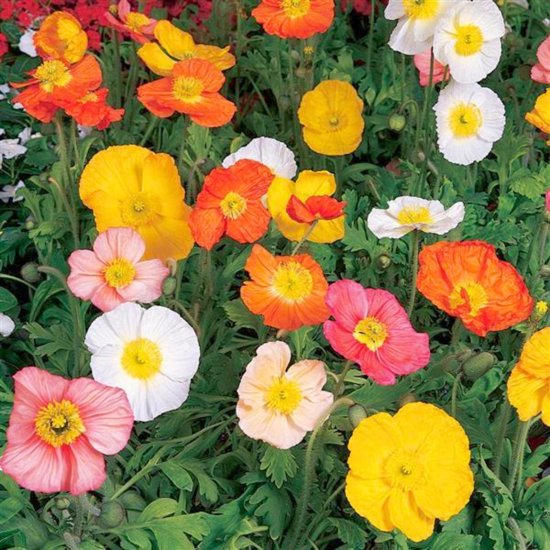 Champagne Bubbles Iceland Poppy
