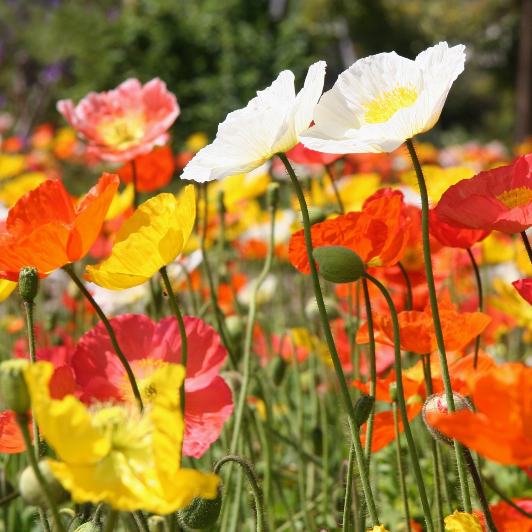 Champagne Bubbles Iceland Poppy colors