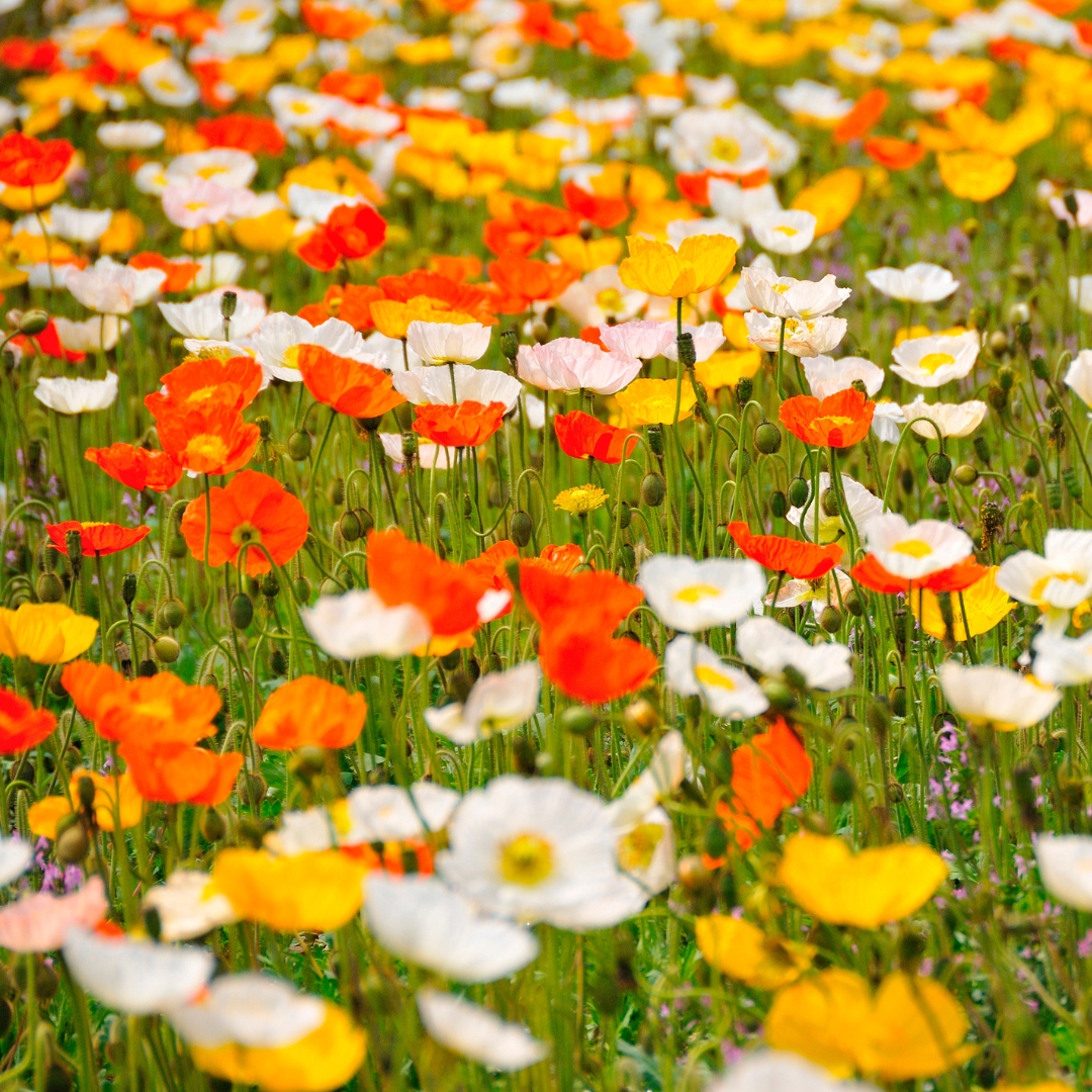 field of Champagne Bubbles Iceland Poppy