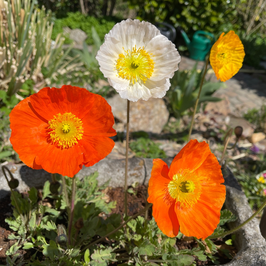 Champagne Bubbles Iceland Poppy warm colors