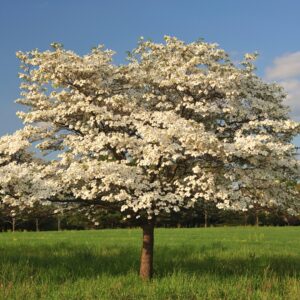 Cherokee Princess Dogwood