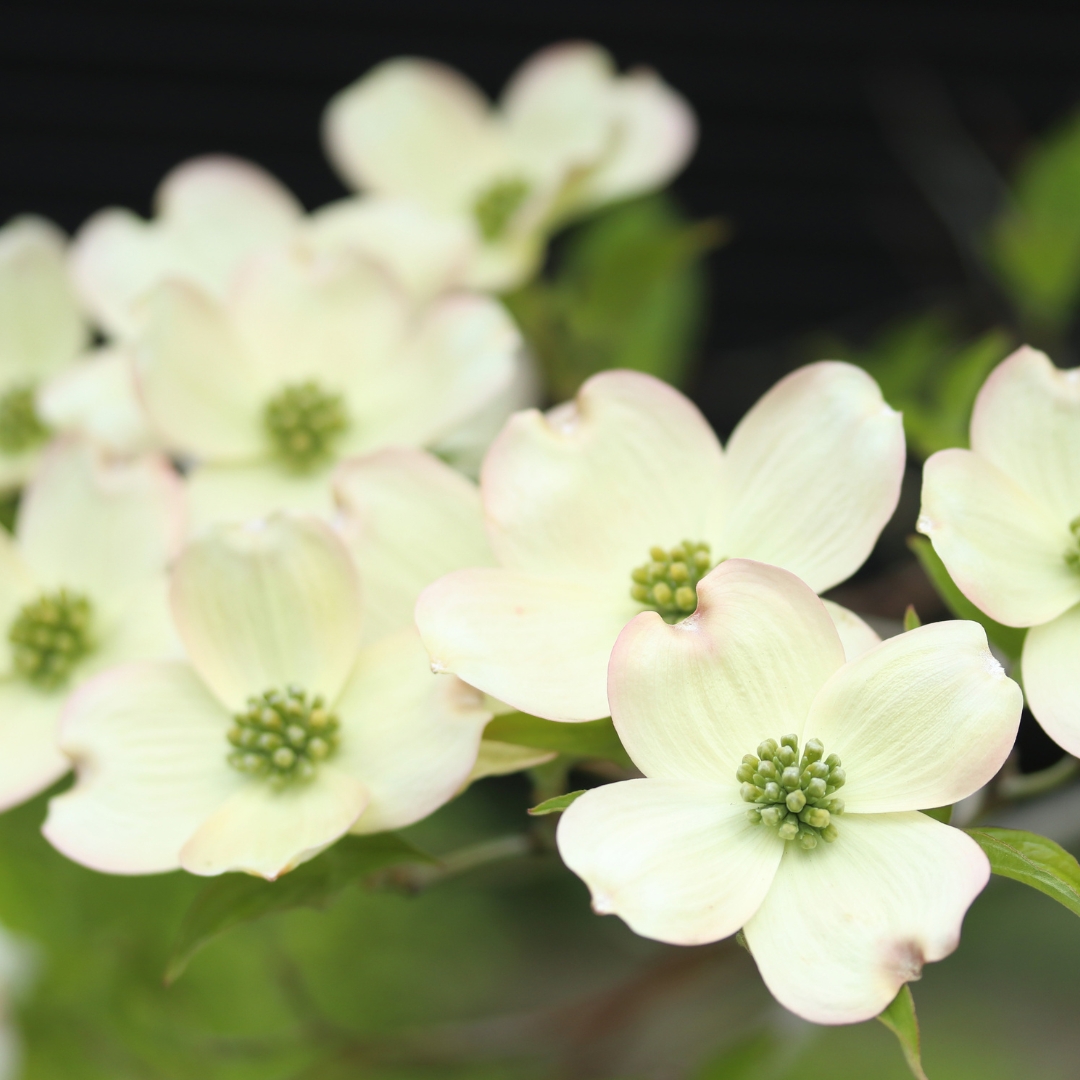 Cherokee Princess Dogwood flowers