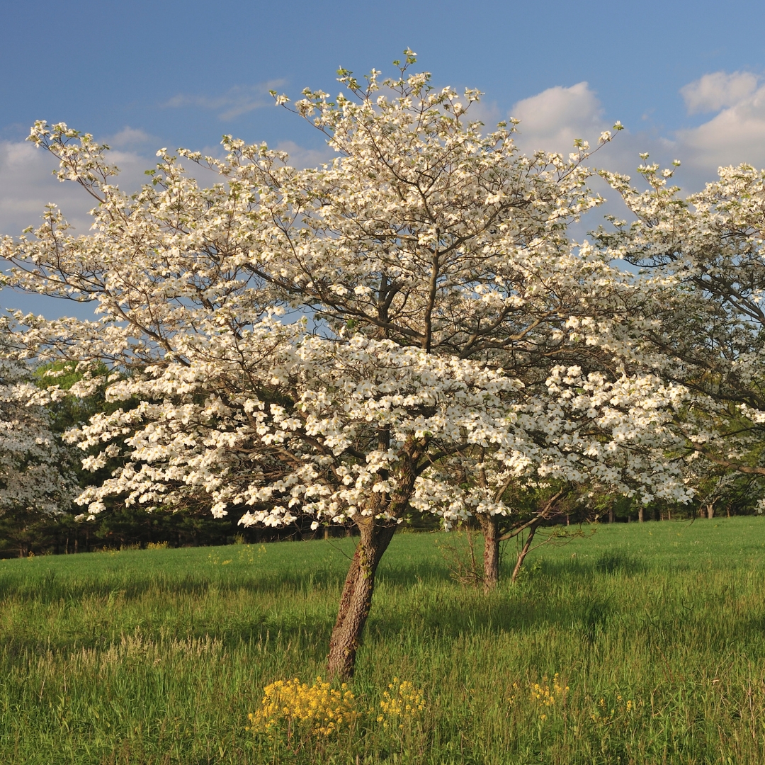 Cherokee Princess Dogwood tree