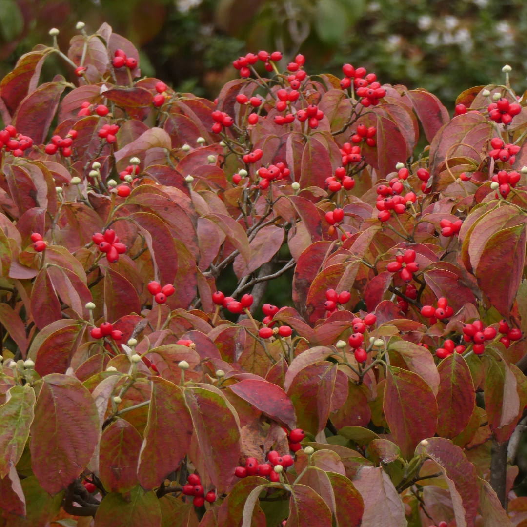 Cherokee Princess Dogwood fall color and berries