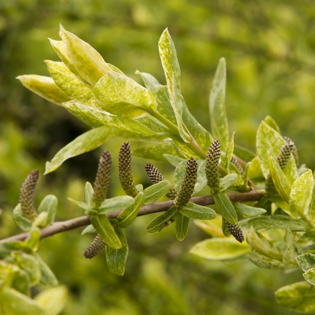 Dappled Willow - Image 3