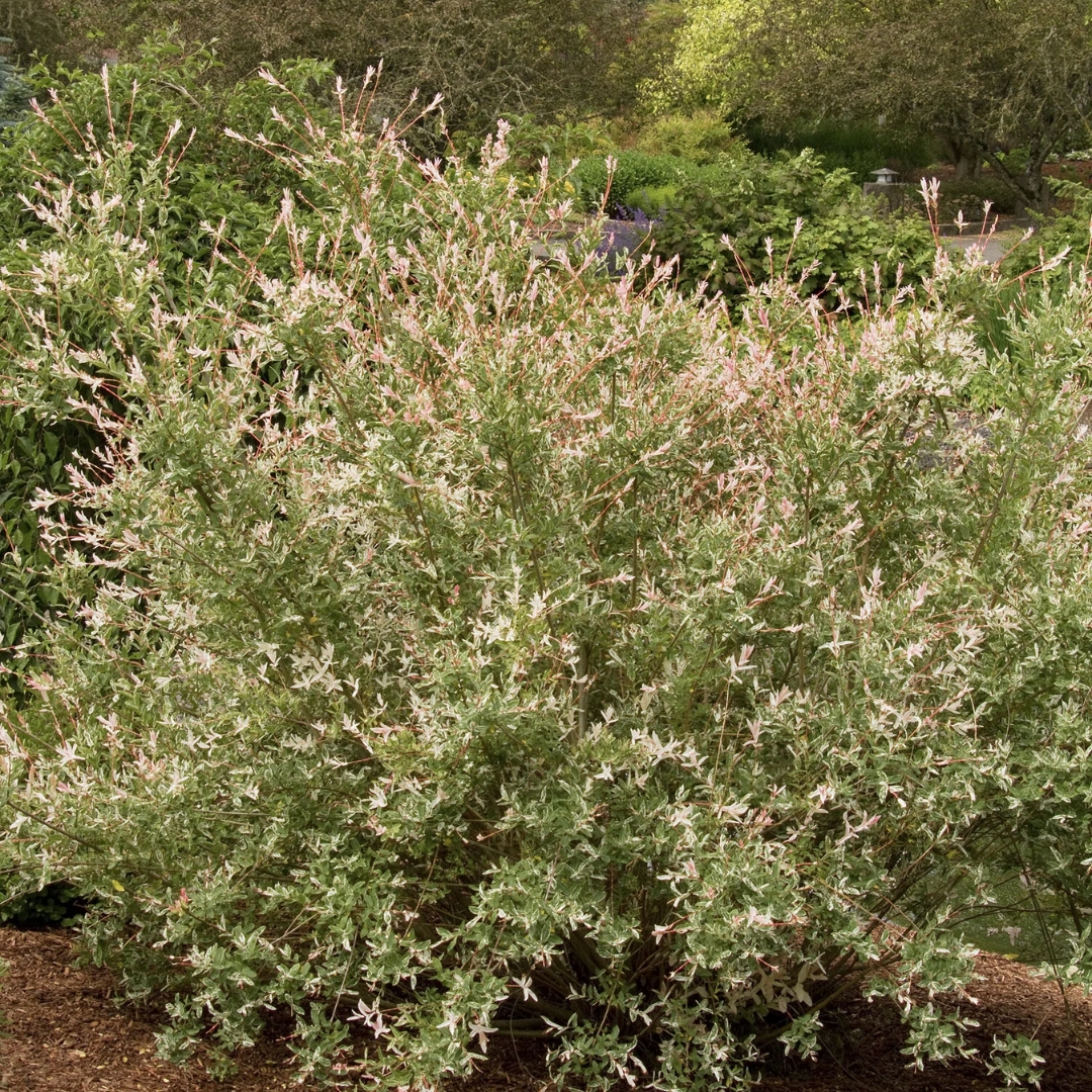 Dappled Willow - Image 4