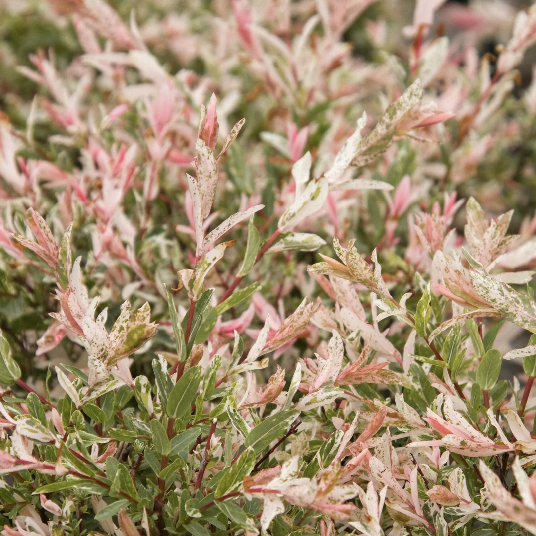 Dappled Willow foliage up close