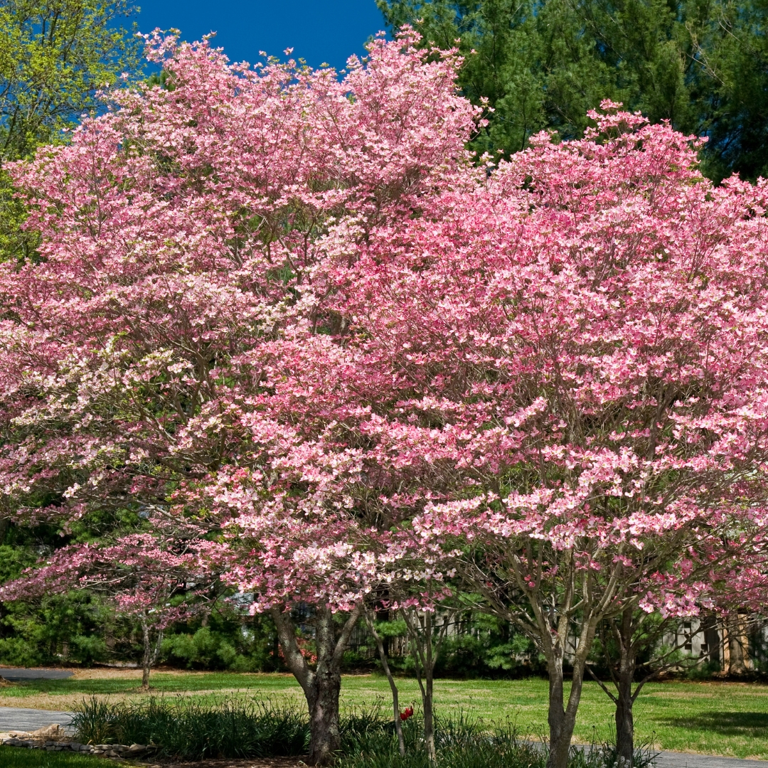 Cherokee Brave Dogwood trees
