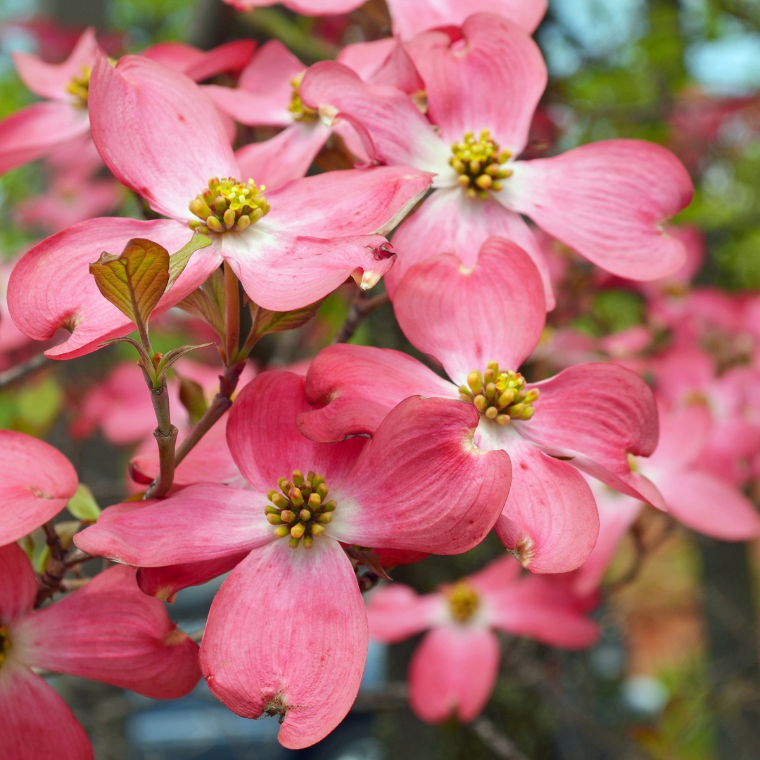 Cherokee Brave Dogwood flowers