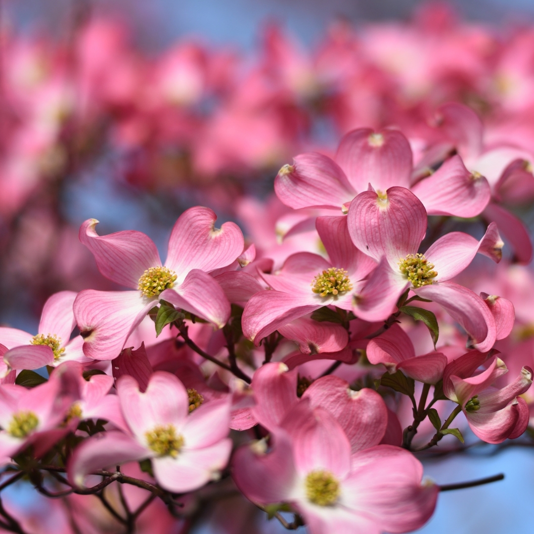 Cherokee Brave Dogwood flower cluster
