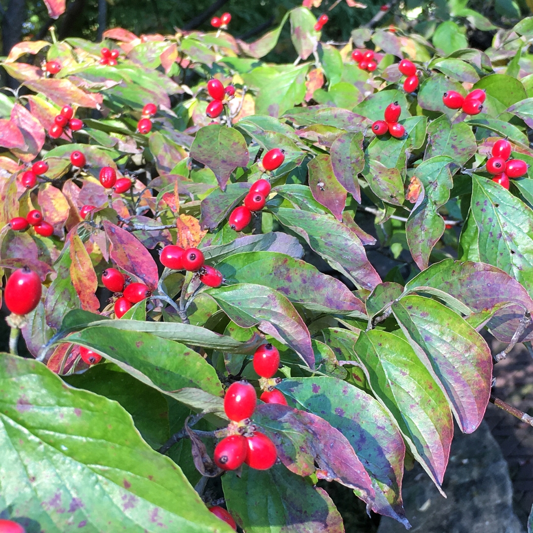 Cherokee Brave Dogwood fall color and berries