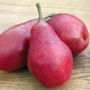 Dwarf Red D’Anjou Pear