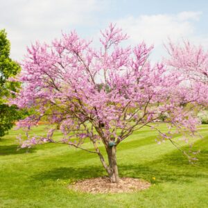 Eastern Redbud