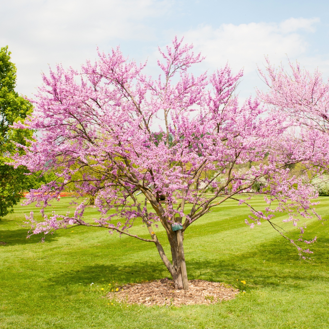 Eastern Redbud flowering