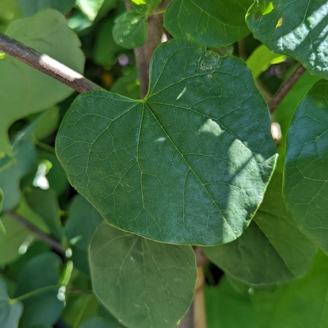 Eastern Redbud foliage
