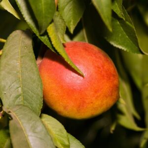 Dwarf Fantasia Nectarine