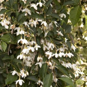 Fragrant Fountain Japanese Snowbell