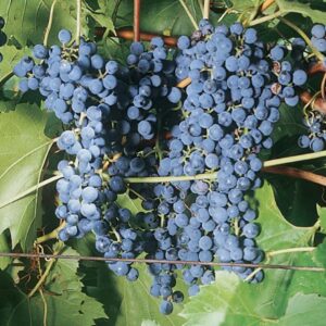 Frontenac Grape