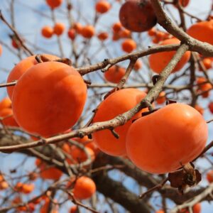 Fuyu Japanese Persimmon