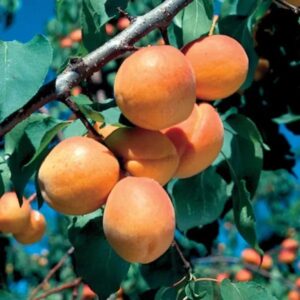 Dwarf Goldcot Apricot
