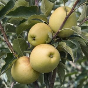 Golden Delicious Apple