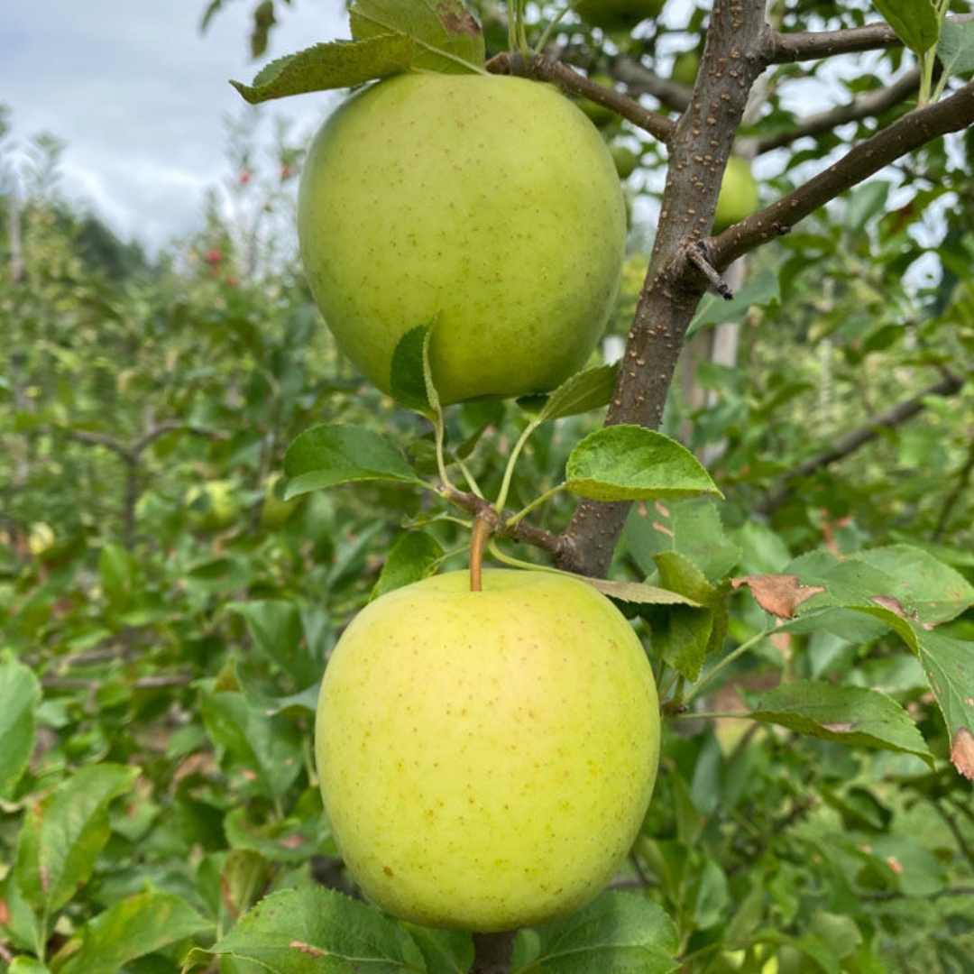Golden Delicious Apples