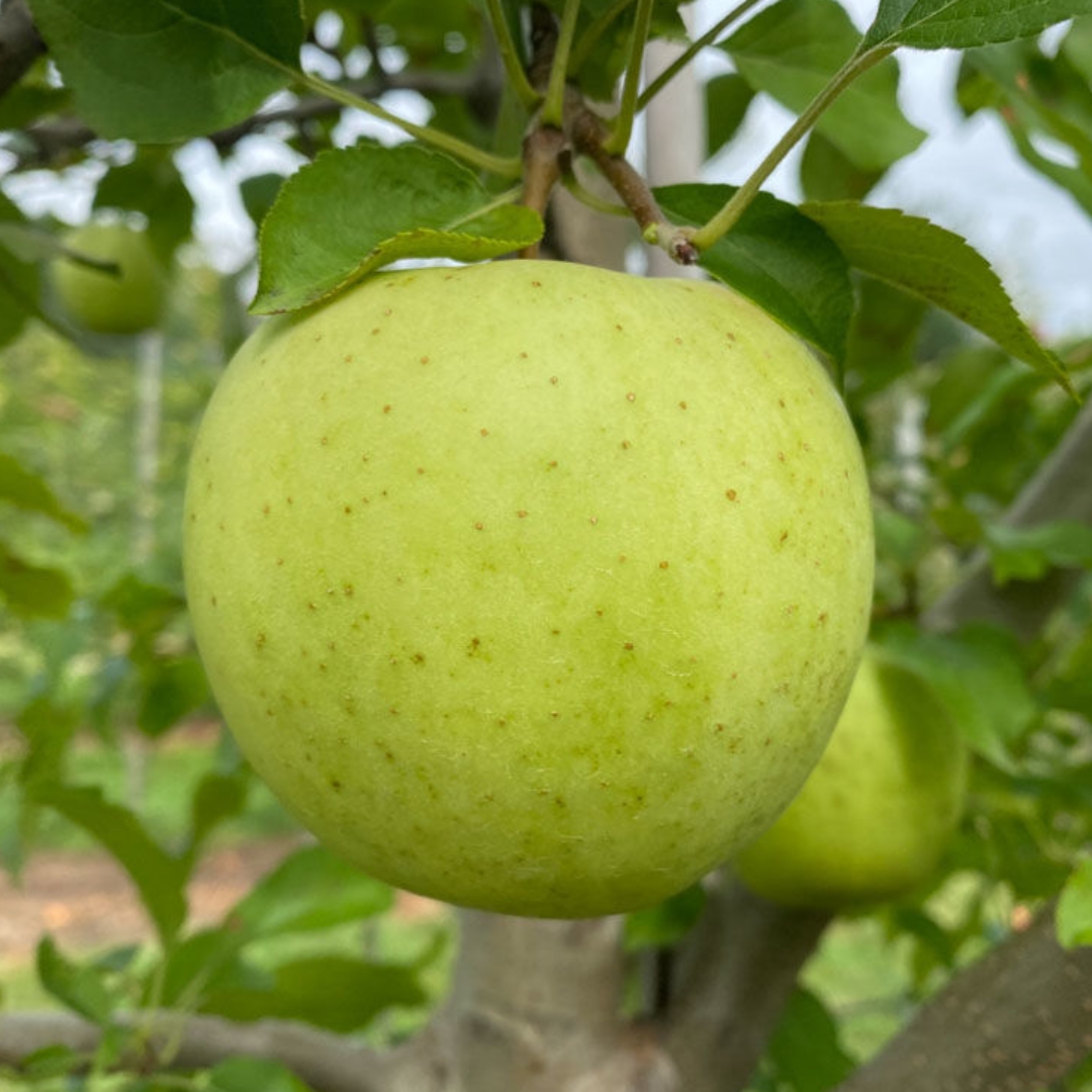 Golden Delicious Apple close up