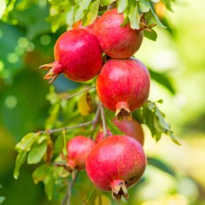 Granada Pomegranate