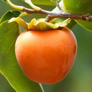 Hachiya Asian Persimmon