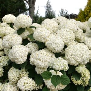 Incrediball Storm Proof Hydrangea