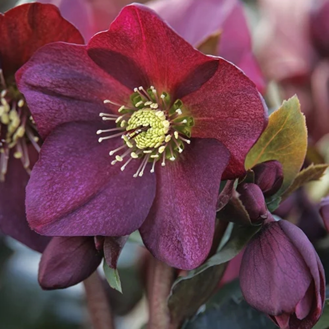 Ice N' Roses Red Hellebore flower