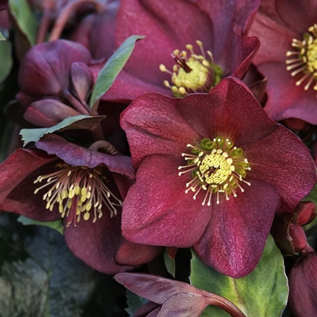 Ice N' Roses Red Hellebore flower cluster