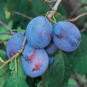 Italian Prune Plum