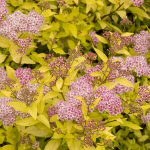 Magic Carpet Spirea