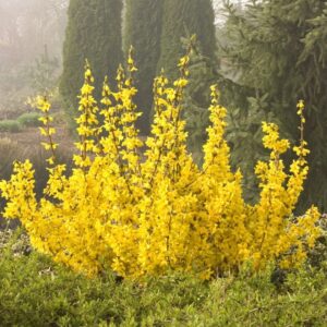Magical Gold Forsythia