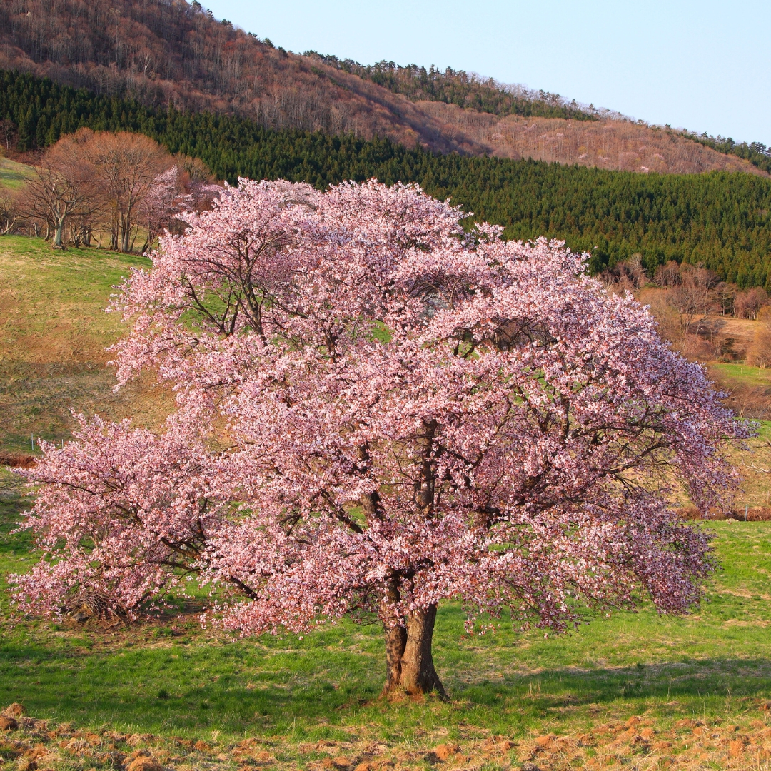 Okame Flowering Cherry