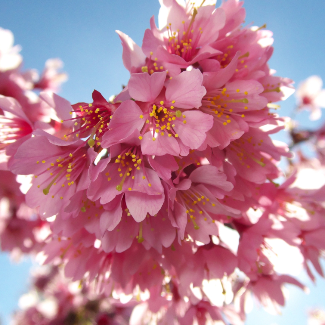 Okame Flowering Cherry Flowers