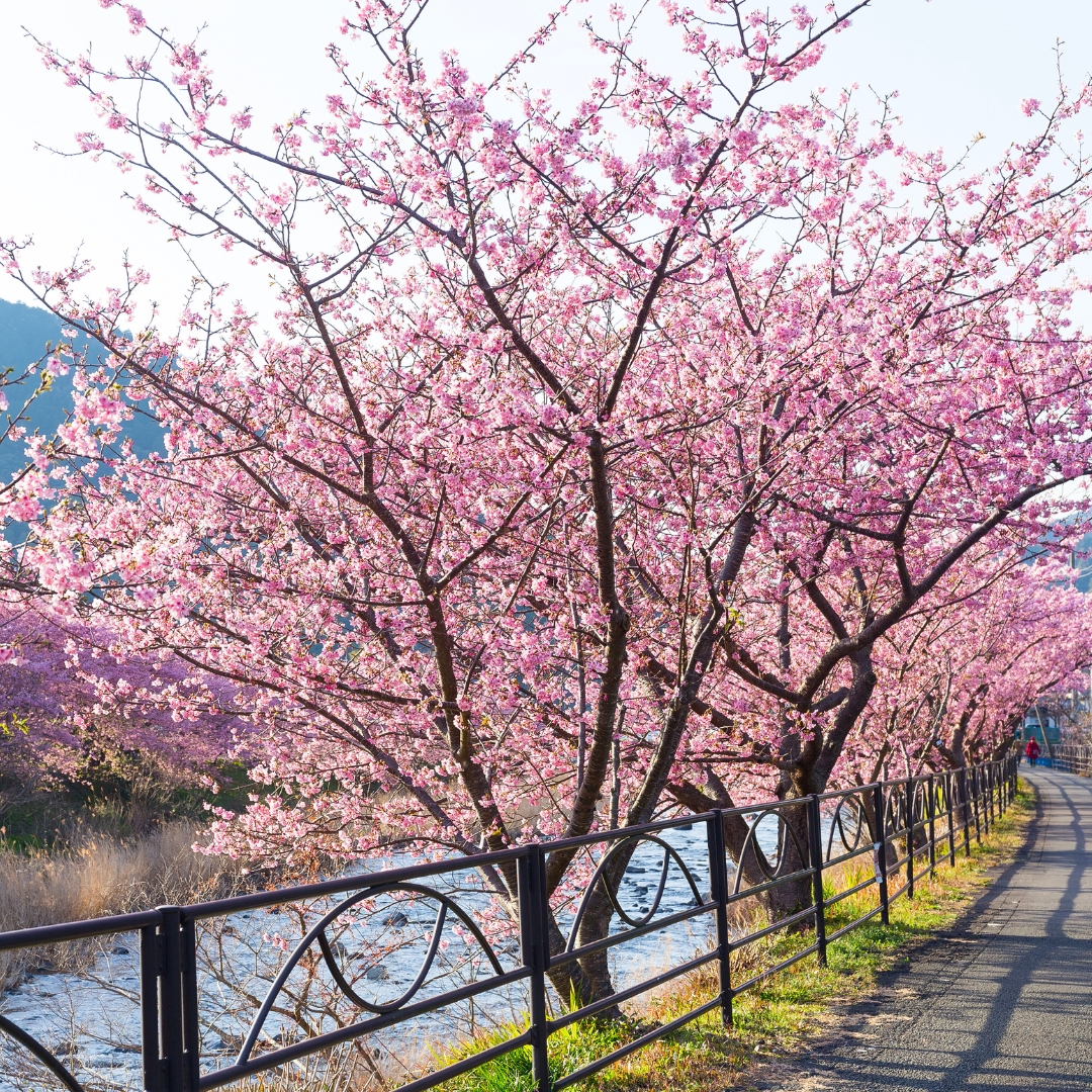 Okame Flowering Cherry in a row