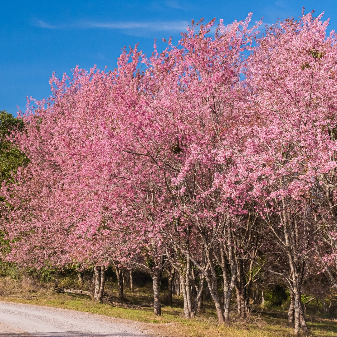 Okame Flowering Cherry lined up