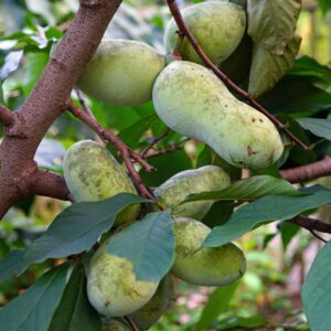 Pawpaw Tree
