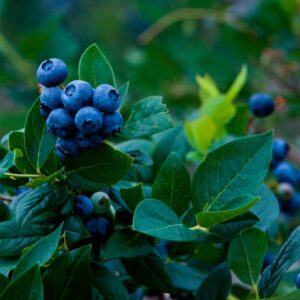 Powderblue Blueberry