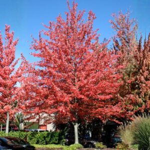 Red Sunset Red Maple